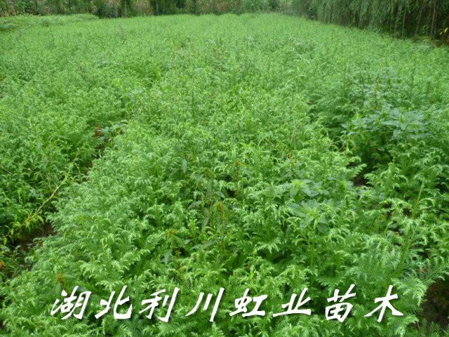 供應柳杉苗/30-50公分柳杉苗