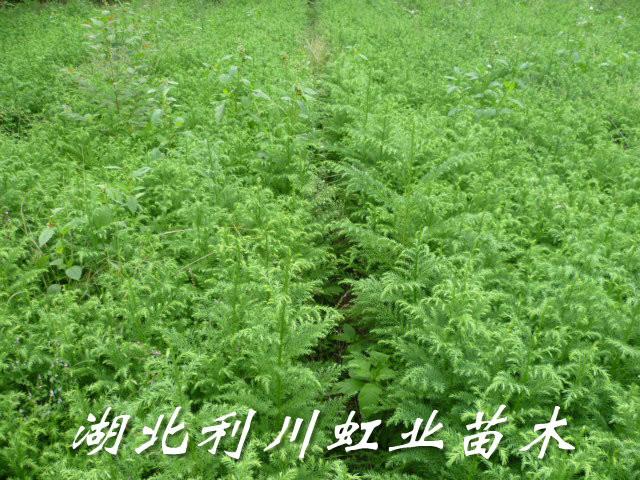 供應柳杉苗/30-50公分柳杉苗