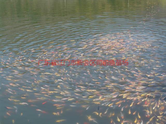 供應(yīng)廣州市番禺區(qū)羅非魚苗魚花批發(fā)