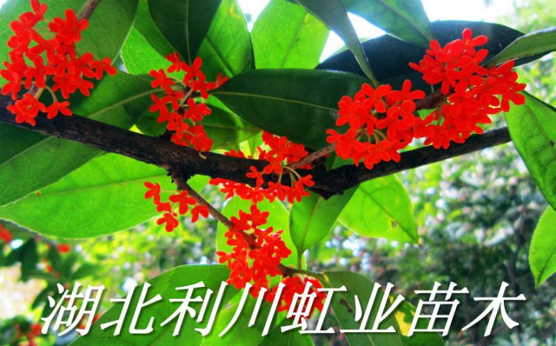 桂花樹(shù)苗圖片/桂花樹(shù)苗樣板圖 (4)