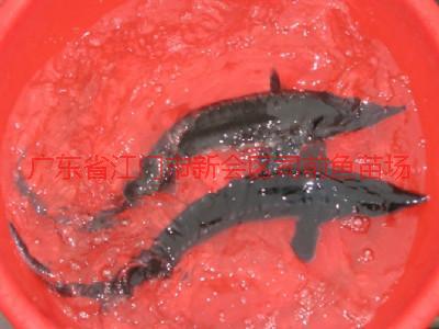 供應(yīng)佛山市順德區(qū)羅非魚苗魚花批發(fā)