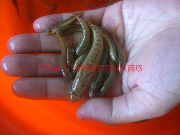 供應(yīng)開平金雞羅非魚苗魚花批發(fā)