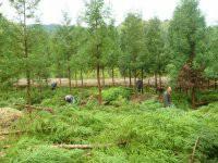 供應(yīng)胸徑5公分柳杉樹/米徑5公分柳杉樹苗