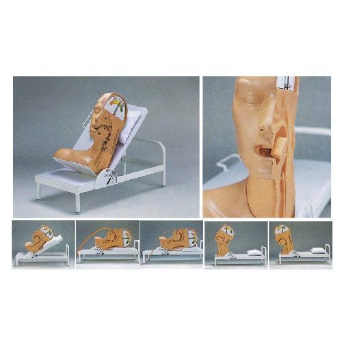 高級吞咽機制模型圖片