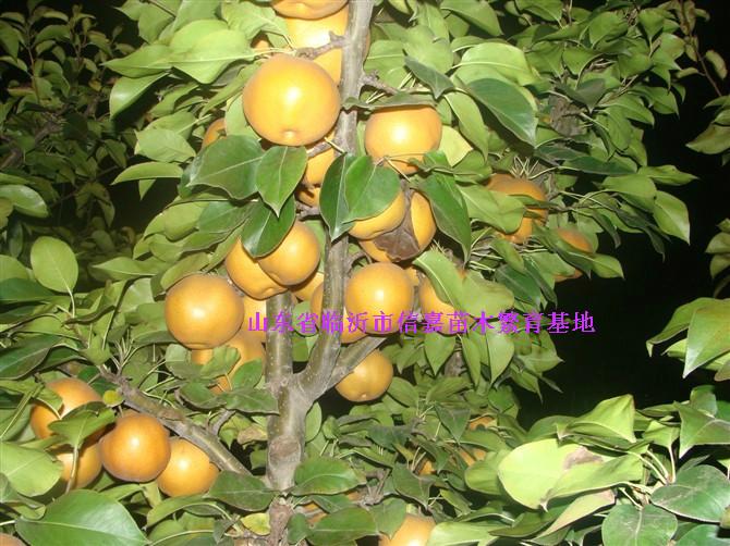 供應(yīng)新品種晚秋黃梨苗