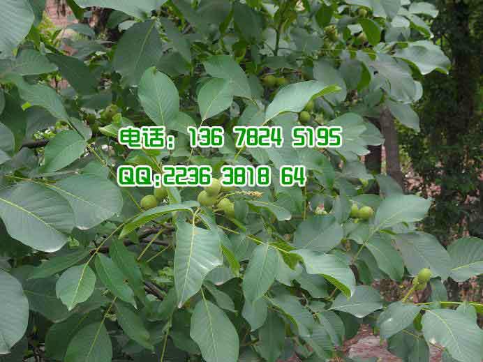 薄殼核桃價格走勢圖片