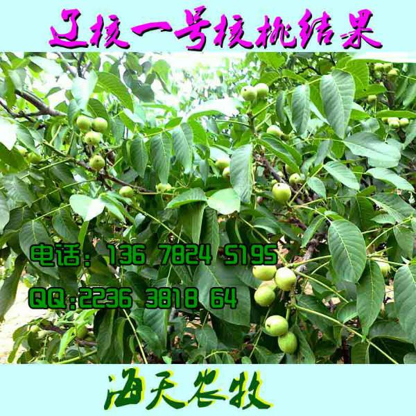 核桃苗出售什么品種的核桃最好圖片