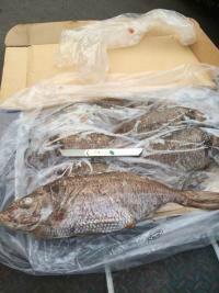 新西蘭銀綢魚(yú)圖片/新西蘭銀綢魚(yú)樣板圖 (2)