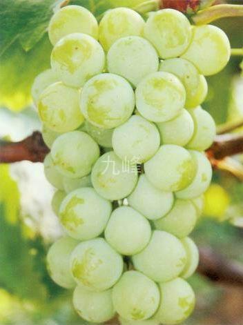 供應(yīng)葡萄苗葡萄苗價(jià)格葡萄苗批發(fā)葡萄苗基地