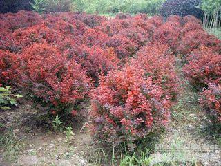 供應(yīng)紅葉小檗球，定州紅葉小檗球，河北紅葉小檗球