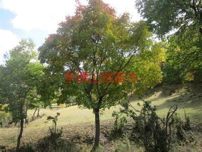 滁州蒙古櫟價格圖片