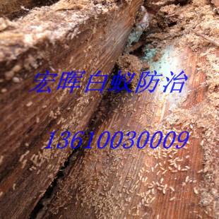 供應(yīng)沙園街道滅白蟻電話，沙園街道滅白蟻價(jià)格，沙園街道滅白蟻報(bào)價(jià)