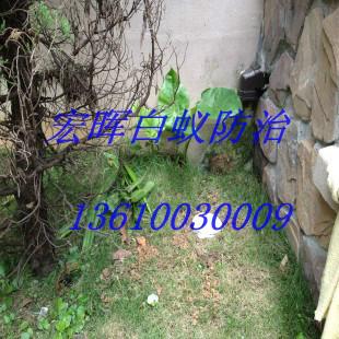 供應棠下白蟻防治研究所，棠下白蟻防治電話，棠下白蟻防治價錢