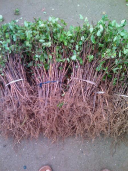 供應(yīng)金銀花苗0.60包郵