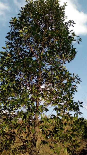 供應(yīng)樂東擬單性木蘭綠化苗，紅花木蓮，紅白玉蘭，樂昌