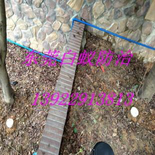 山廈村白蟻防治專家圖片