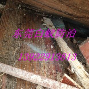 供應樟木頭*的白蟻防治公司，樟木頭哪家白蟻防治公司效果好