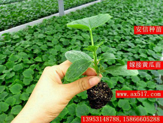 務(wù)實(shí)創(chuàng)新 安信嫁接黃瓜苗圖片