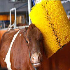 潛山縣牛體清洗毛刷輥圖片