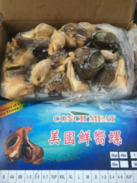 供應進口美國鮮響螺特價批發(fā)