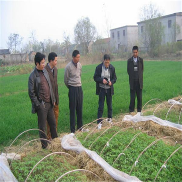 北京市高空土豆种子厂家供应高空土豆种子及各地土豆种子批发价格