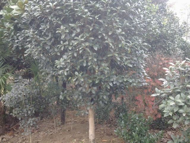 供應(yīng)金桂樹桂花價(jià)格供應(yīng)桂花桂花產(chǎn)地處理桂花金桂價(jià)格月桂價(jià)格十公分桂花價(jià)格8公分桂花價(jià)格5公分粗桂花價(jià)桂花便宜