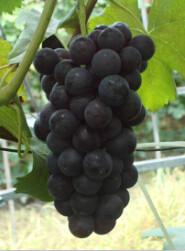 供應(yīng)長春出售巨峰葡萄苗，吉林蜜汁葡萄苗價(jià)格