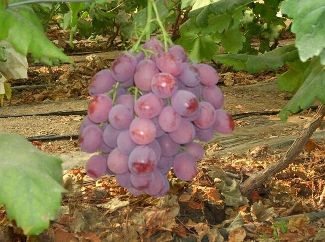 供應(yīng)通化出售夏黑葡萄苗，白山蜜汁葡萄苗價(jià)格