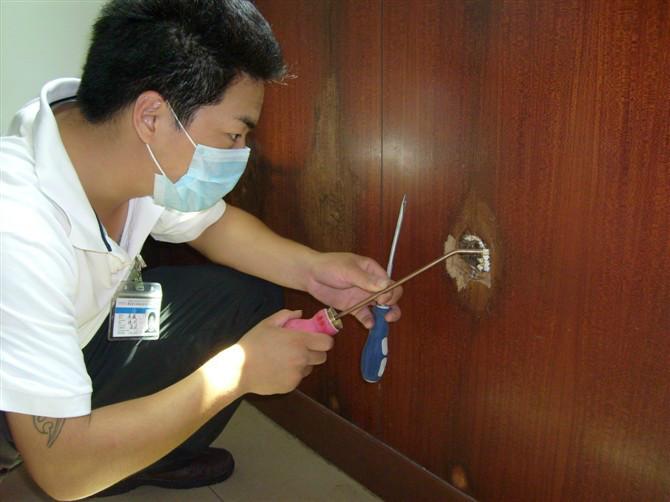 大鵬圖片/大鵬樣板圖 (3)