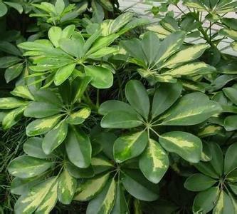 福州鴨腳木圖片/福州鴨腳木樣板圖 (2)