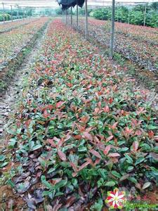 供應廈門紅葉石楠價格