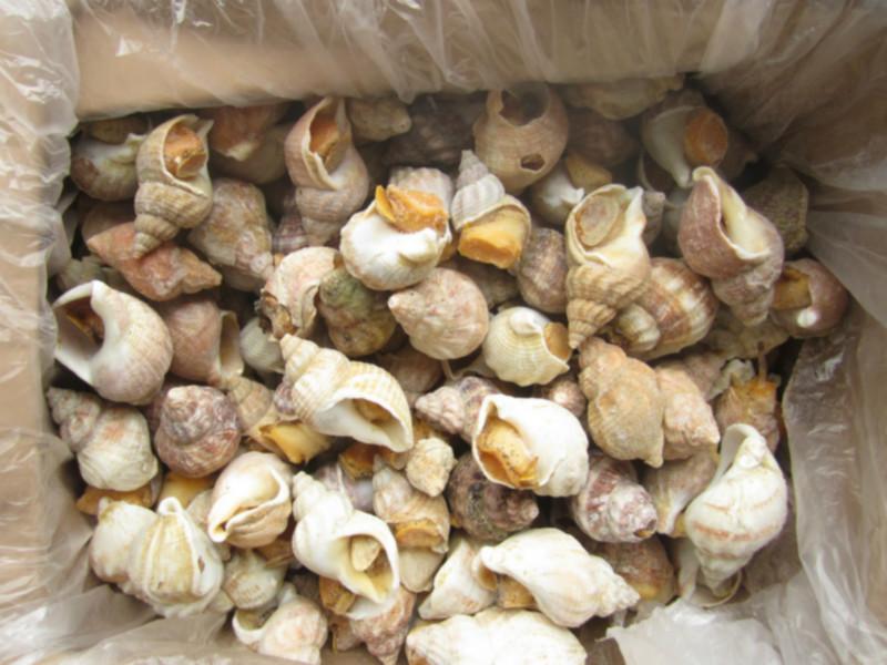 供應(yīng)進口加拿大翡翠螺