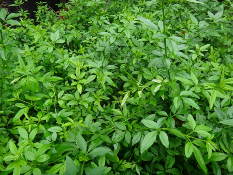 供應(yīng)迎春，迎春價(jià)格，迎春廠家，迎春圖片，迎春行情，迎春批發(fā)，迎春銷售