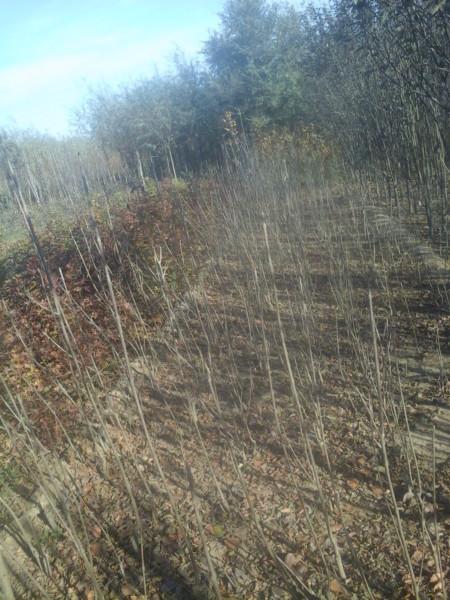 供應(yīng)金葉白蠟小苗，金葉白蠟小苗價(jià)格，金葉白蠟小苗廠家，金葉白蠟苗行情