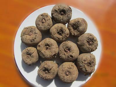 供應云南優(yōu)質花魔芋種子二代200-300克，魔芋，魔芋種，魔芋種子，