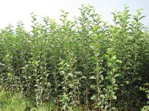 供應(yīng)蘋果實(shí)生苗