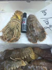 供應(yīng)*琵琶蝦