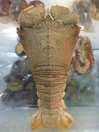 供應(yīng)*琵琶蝦