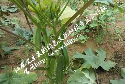 黃秋葵，紅秋葵，秋葵種子，黃秋葵種子，五福秋葵，新五福秋葵，楊貴妃秋葵種子