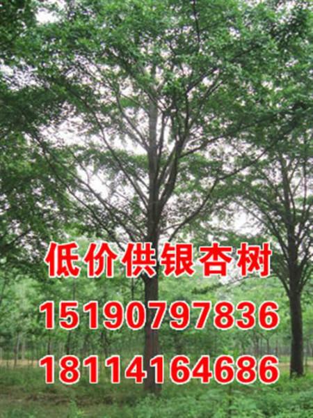 山東供應(yīng)15公分銀杏樹圖片
