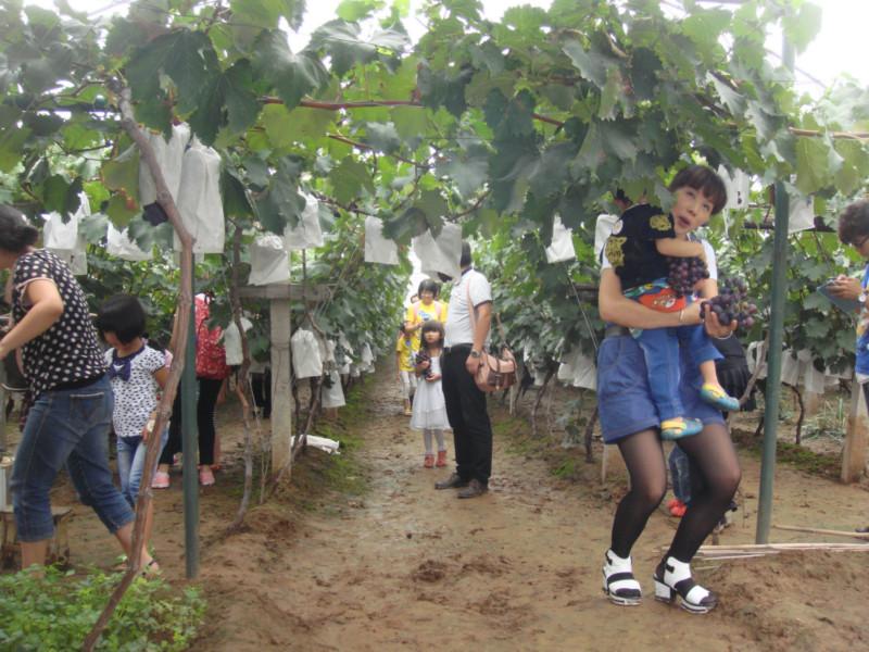 陜西葡萄苗批發(fā)|咸陽葡萄苗價(jià)格|咸陽葡萄苗哪家便宜