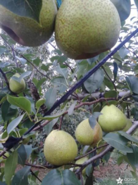 供應(yīng)萊陽(yáng)特產(chǎn)茌梨批發(fā)