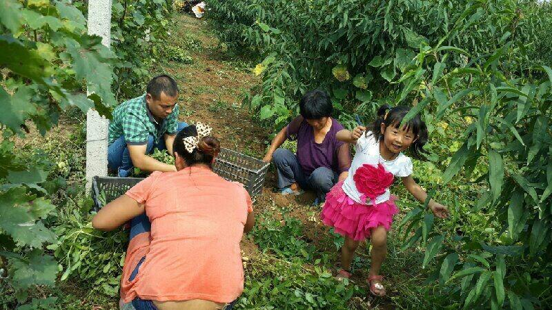 石家庄市黑葡萄厂家供应黑葡萄 酿酒葡萄黑葡萄采摘园 河北石家庄酿酒葡萄采摘园