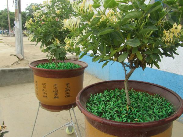 供應平邑金銀花