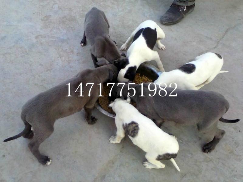 供應(yīng)陜西最快格力犬惠比特價(jià)格