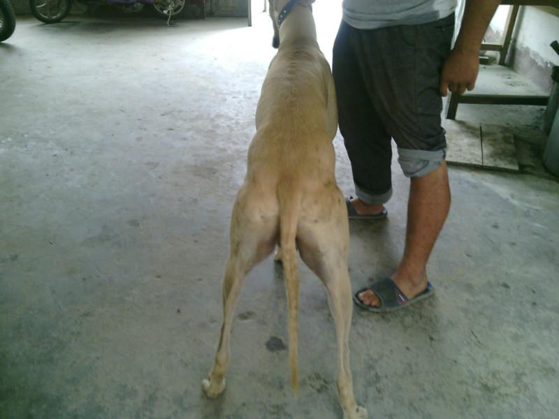 供應(yīng)山東細(xì)犬格力 靈緹 獵兔犬