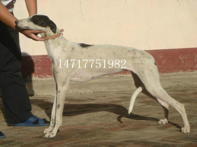 供應(yīng)格力犬價格獵兔犬靈緹犬