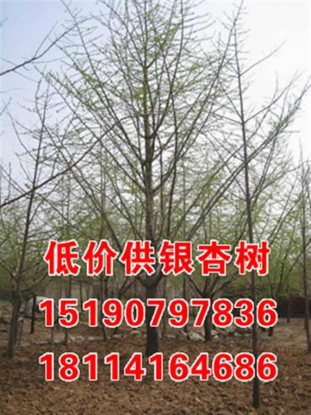 銀杏樹*供應(yīng)20公分銀杏樹*供應(yīng)22公分銀杏樹金生銀杏