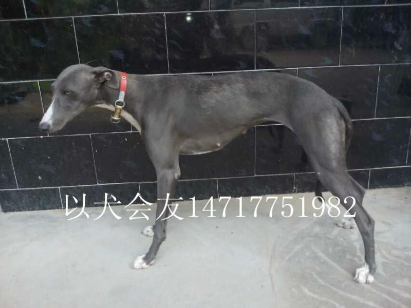 供應(yīng)大量供應(yīng)格力犬