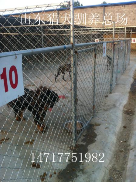 山东诚信犬舍猎兔犬赛道犬图片